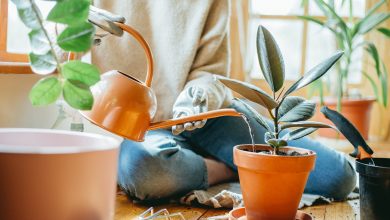 indoor plants